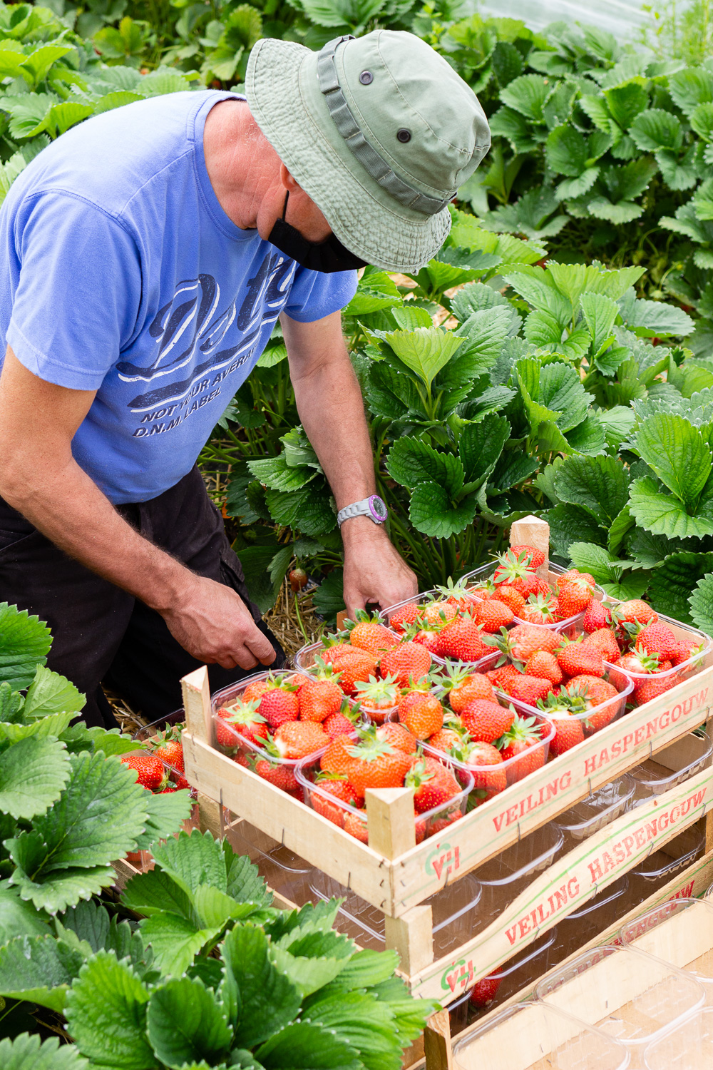 Goûtez les délicieuses fraises d’Eric, producteur à Lincent.